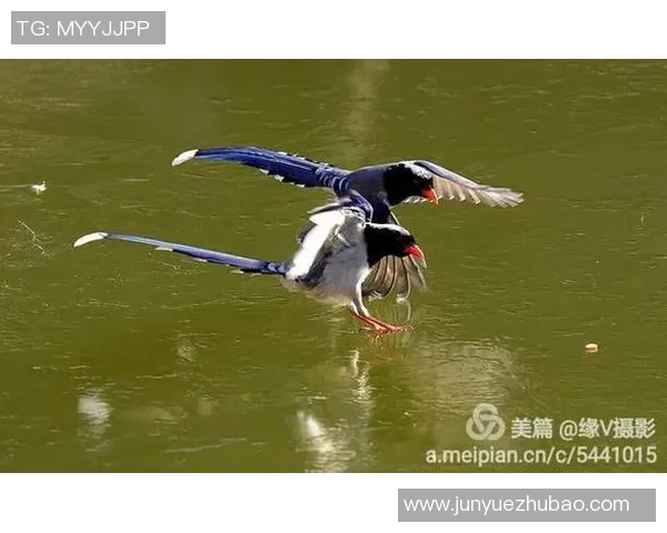 红鹊足球：探索中国足球新篇章的崛起与发展之路